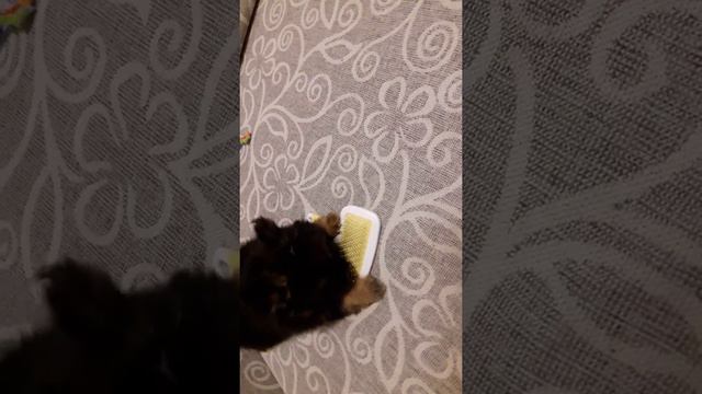 шпицуля не хочет расчесываться