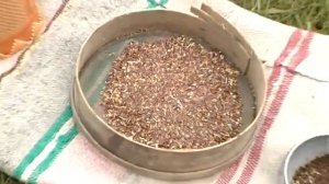 Процесс посадки и обработки льна - Семя льна (01)