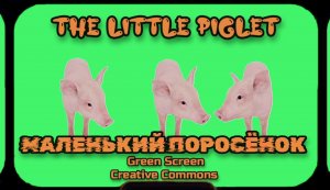 МАЛЕНЬКИЙ ПОРОСЁНОК хромакей футаж на зелёном фоне. Видео анимация GREEN SCREEN.