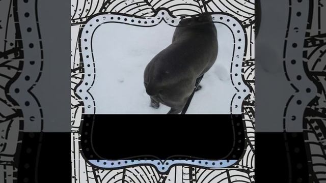 Забавные и красивые фото|Кане-Корсо Грейси| смотреть онлайн