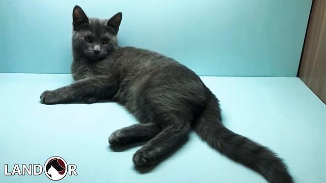 Лучшие породы кошек для ДЕТЕЙ!! смотреть онлайн