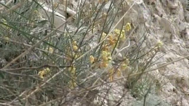 Matthiola odoratissima - Ароматна матиола смотреть онлайн