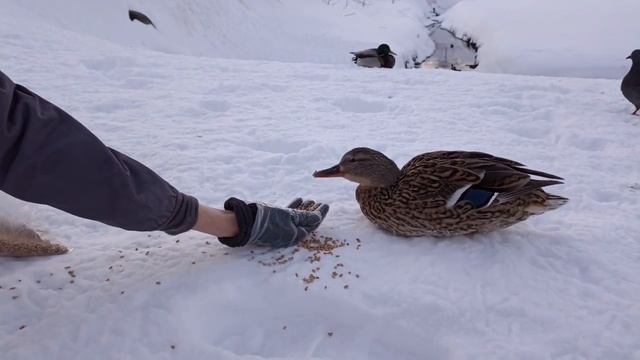 Кормим уток. Серьёзная утка на своём месте (We feed ducks. The Serious duck in the usual place / 喂鸭 смотреть онлайн