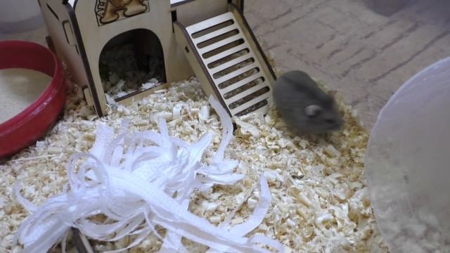 Первый День Хомяка Дома / НОВЫЙ ПИТОМЕЦ / КАК НАЗВАТЬ Хомяка / Alisa Easy Pets смотреть онлайн