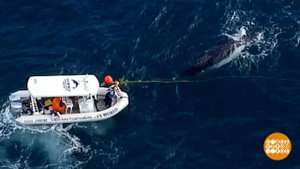 В мире. Спасение кита. Доброе утро. Фрагмент выпуска от 12.08.2019