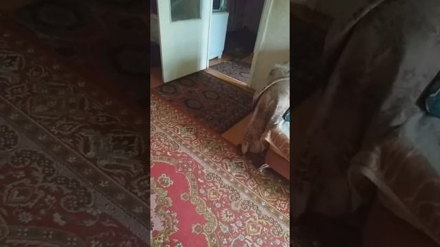 Бесплодия не существует!!! смотреть онлайн