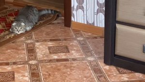 ШОТЛАНДСКИЙ КОТ НАПАЛ НА БАБУШКУ 😸