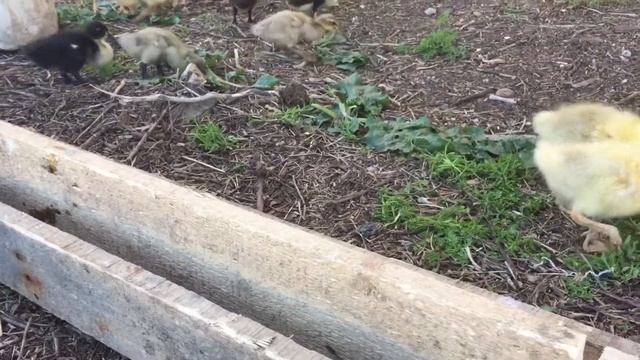 Кормушка для молодняка птицы своими руками за 4 рубля смотреть онлайн