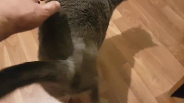 3045 Почему кот с утра квакает Котик метис британской русской голубой породы любит ласку глажу кота смотреть онлайн