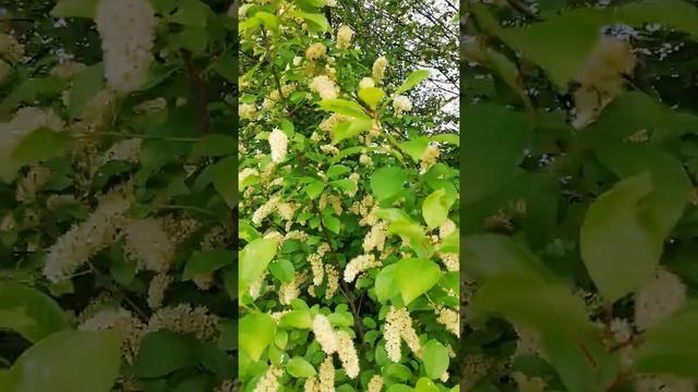 Черёмуха обыкновенная