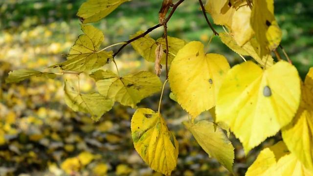 Футаж осенний 11 смотреть онлайн