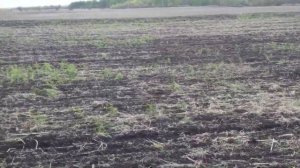 Прямой посев овса сеялкой сзс  2.1.