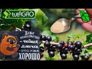 ВСЕГДА ТАК ПОДКАРМЛИВАЮ СМОРОДИНУ и РЕЗУЛЬТАТ - ОТЛИЧНЫЙ! Я показывал! Кормите и вы. В любое время!