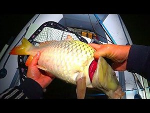 РЫБАЛКА НА ЗАКИДУШКИ ! НА САЗАНА И СОМА