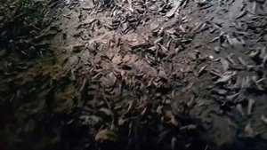 Рыбалка в КБР