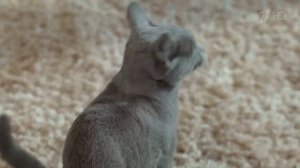 Реклама Шеба " Сопротивление бесполезно " 2020