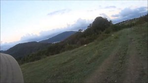 Лабрадор подружейная собака.