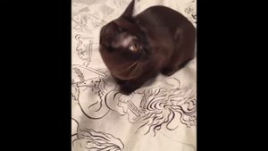 Бурманская кошка