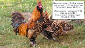 Павловские куры описание породы