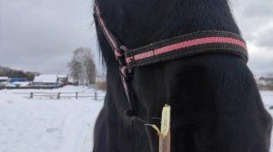 Конный влог. Стала куратором лошади? Влог №152