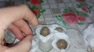 Заложил новые яйца в инкубатор. Просветил старые. Эксперимент с необычным яйцом.