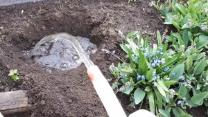 Многолетняя гвоздика , после зимовки на подоконнике.