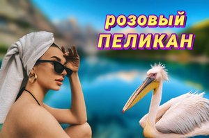 Животный мир. Розовый пеликан.