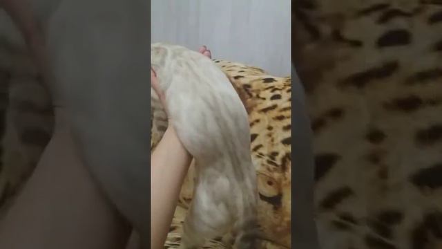 Линкс бенгальские кошки смотреть онлайн