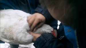 Гуси-лебеди Как определить пол гусей