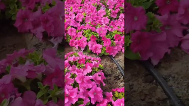 Compact Growth Petunia Petunia hybrid Shrub 🌹 🥰🌷