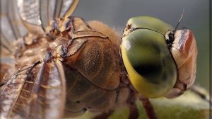 Глаза животных и человека под микроскопом