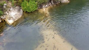 How trout eat bread / Как форель ест хлеб