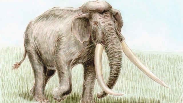 Giant Elephant Hunt Reveals Emerging Neanderthal Society