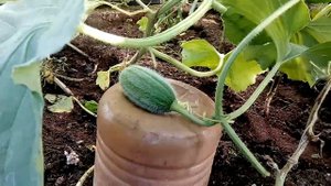 Завязь дынь разных сортов, спустя 1 неделю после цветения