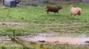 @Бой баранов
