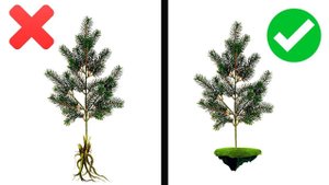 КАК ПРАВИЛЬНО ПЕРЕСАДИТЬ СОСНУ | МанифТВ