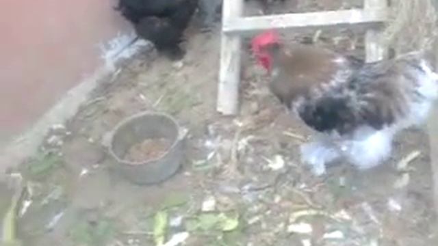 гуси лебеди смотреть онлайн