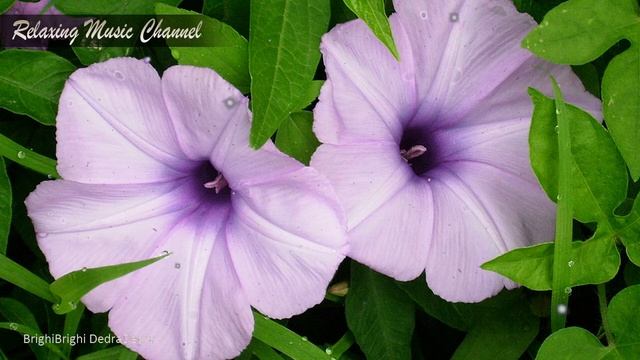 Слушать Хорошую Музыку Онлайн для Поднятия Настроения и Жизненного Тонуса: Успокаивающая Нервы смотреть онлайн