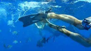 Опасности Красного моря. Необходимый комплект снаряжения.