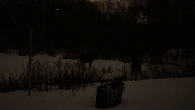 2015-01-13 Лоси в темноте на Яузе недалеко от Богатырского моста смотреть онлайн