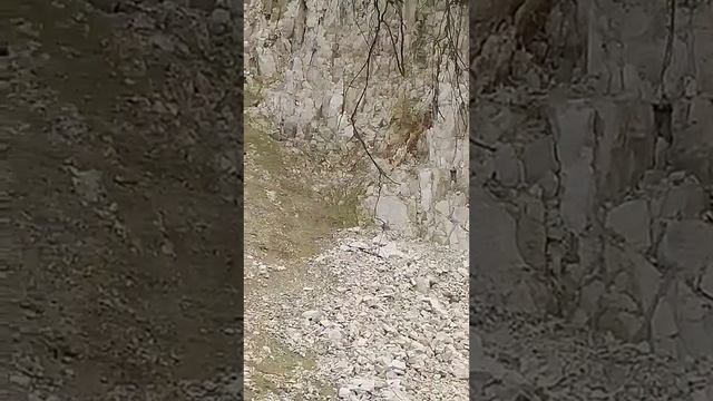Корневая система грецкого ореха, все о деревьях