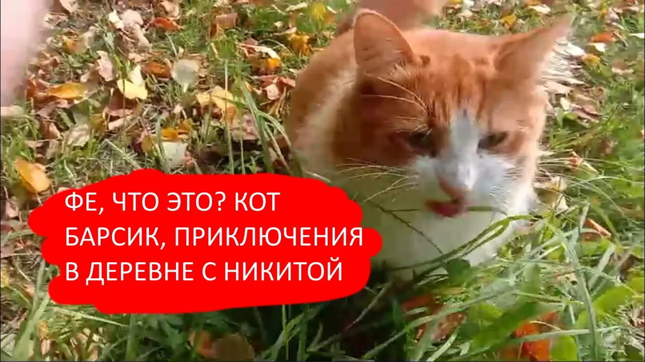 Дикие приключения кота Барсика с Никитой и не только