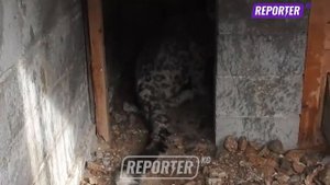 Жумгалдык илбирс өз алдынча тамак таба албай калган