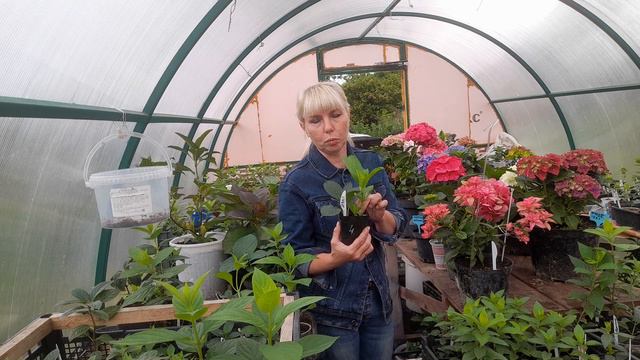 13.07.23.Как из маленького черенка вырастить шикарный куст?Когда зацветет?🌺🌺🌺🌺🌺 смотреть онлайн