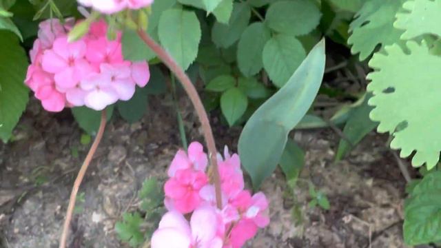 Пеларгонии из подвала. Результат смотреть онлайн