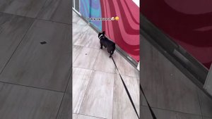 История о том как Бароша так и не попал в скейт-парк🤷♀️🙁