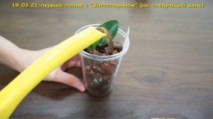 ВСЕ об УХОДЕ за ДЕТКОЙ ОРХИДЕИ.Детка орхидеи на цветоносе:отделение,посадка,уход,результат.