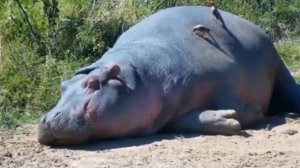 Жизнь Бегемота в Африке | Hippo Life in Africa