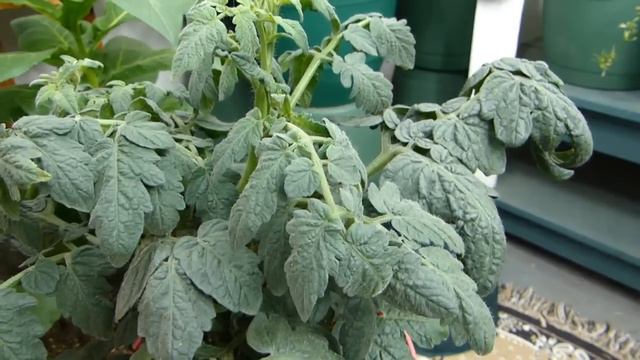 A Pup, Seed pods, Flowers and Bucky! смотреть онлайн