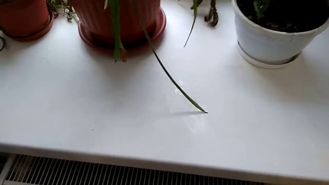 Санкт-Петербург.Крыши и потолки.09.02.2018 смотреть онлайн